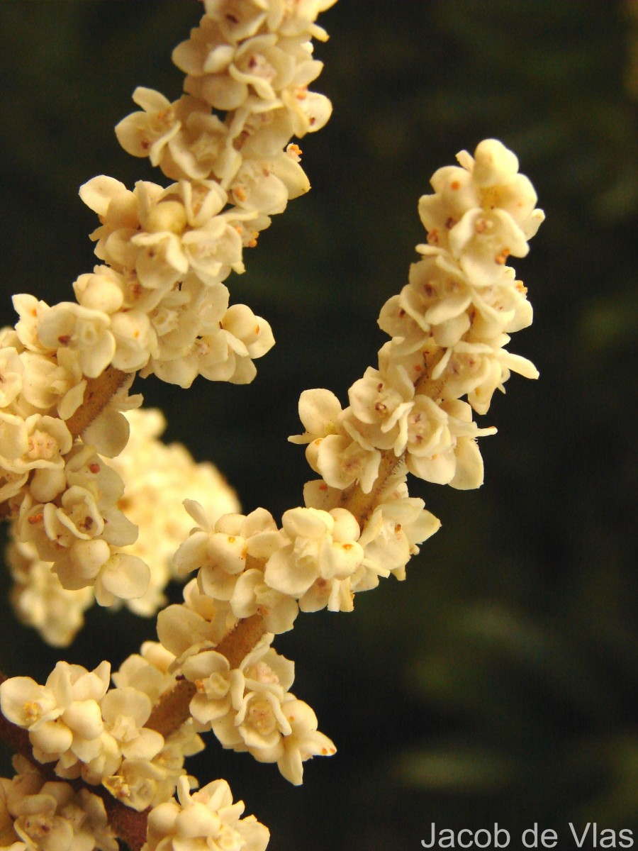 Meliosma arnottiana (Wight) Walp.